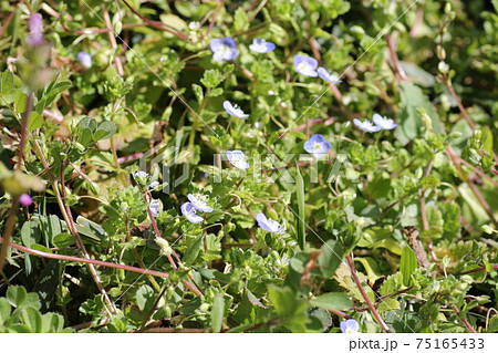 早春に咲く、可憐なオオイヌノフグリの花 早春に咲く、可憐なオオイヌノフグリの花 75165433