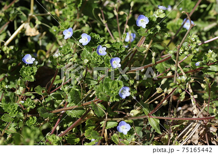 早春に咲く 可憐なオオイヌノフグリの花の写真素材
