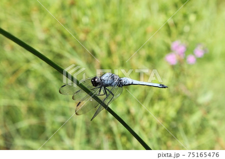 しおからとんぼ しおからとんぼ 75165476