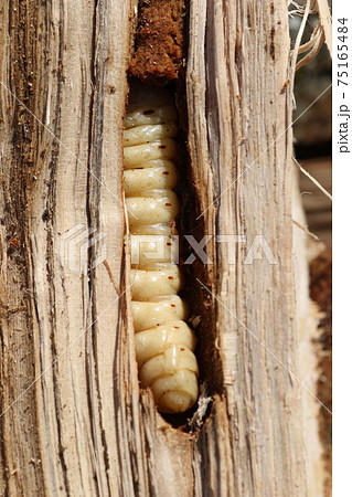 木の中に潜む カミキリムシの幼虫の写真素材
