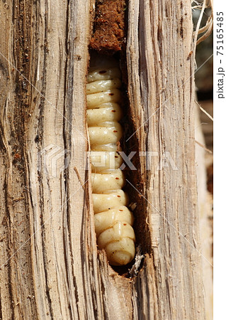 木の中に潜む、カミキリムシの幼虫 木の中に潜む、カミキリムシの幼虫 75165485