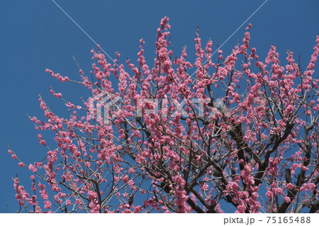 美しい青空を背景に咲き誇る梅の大木 美しい青空を背景に咲き誇る梅の大木 75165488