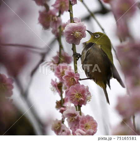 可愛いメジロと可愛いピンクの梅の花の写真素材