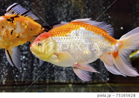 金魚 金魚 75165628