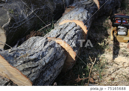 チェーンソーで玉切りされた、ナラの原木 チェーンソーで玉切りされた、ナラの原木 75165688