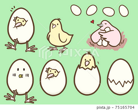 生まれたかわいいひよこたちのイラスト素材