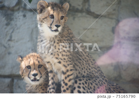 チーターの子供たち チーターの子供たち 75165790