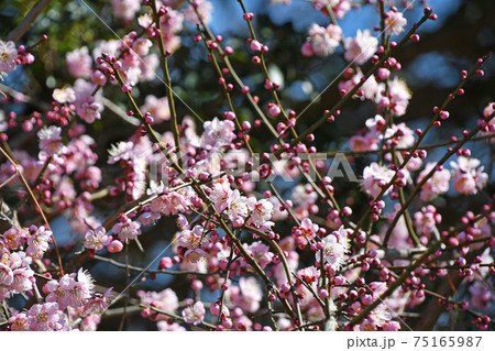 枝垂れ梅 75165987