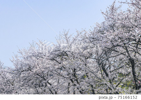桜 桜 75166152