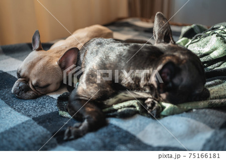 closeup of couple cute french bulldog dogs sleeping on sofa with plaid at home closeup of couple cute french bulldog dogs sleeping on sofa with plaid at home 75166181