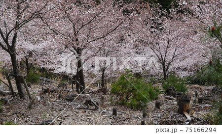 吉野山　千本桜　奥千本　 75166294