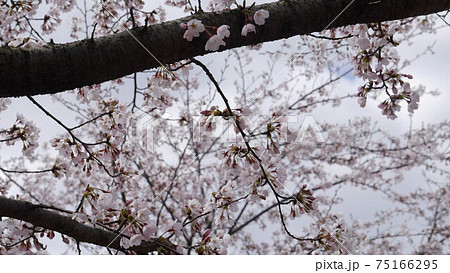吉野山 千本桜 奥千本 吉野山 千本桜 奥千本 75166295