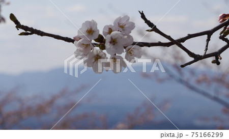吉野山 千本桜 奥千本 吉野山 千本桜 奥千本 75166299