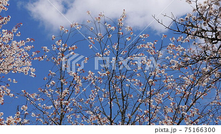 吉野山 千本桜 奥千本 吉野山 千本桜 奥千本 75166300