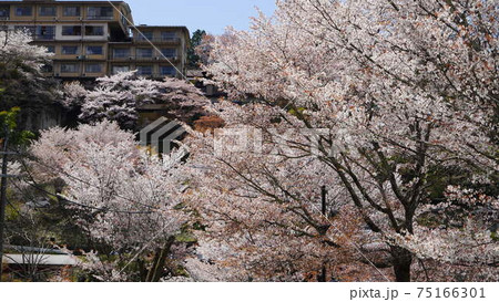 吉野山 千本桜 中千本 吉野山 千本桜 中千本 75166301