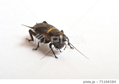 Cricket on a white background 75166384