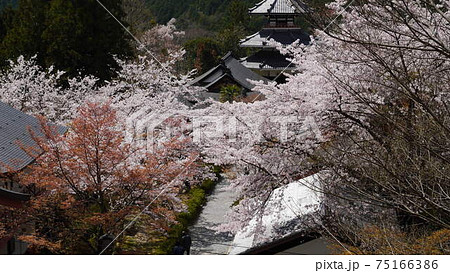 吉野山 千本桜 金峯山寺蔵王堂 吉野山 千本桜 金峯山寺蔵王堂 75166386