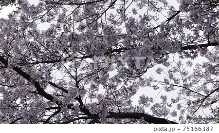 吉野山 千本桜 中千本 吉野山 千本桜 中千本 75166387