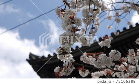 吉野山 千本桜 金峯山寺蔵王堂 吉野山 千本桜 金峯山寺蔵王堂 75166388