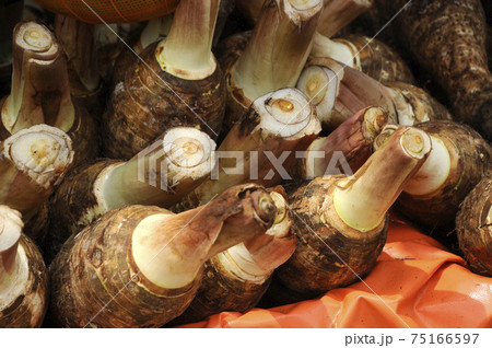 Taro corms collected by farmers. Taro also known as Colocasia esculenta as its scientific names. It is the widely cultivated in south east asia.  75166597