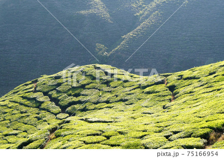Tea Valley at Cameron Highland, Malaysia. In addition to being the largest tea producers in Malaysia, it is also a popular tourist destination in Malaysia. Tea Valley at Cameron Highland, Malaysia. In addition to being the largest tea producers in Malaysia, it is also a popular tourist destination in Malaysia. 75166954