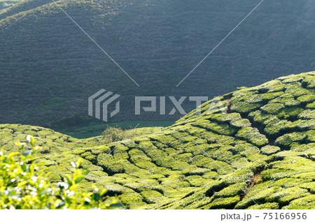 Tea Valley at Cameron Highland, Malaysia. In addition to being the largest tea producers in Malaysia, it is also a popular tourist destination in Malaysia. 75166956