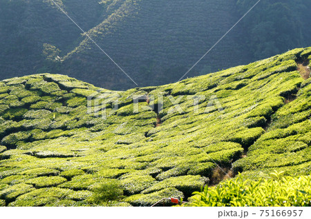 Tea Valley at Cameron Highland, Malaysia. In addition to being the largest tea producers in Malaysia, it is also a popular tourist destination in Malaysia. 75166957
