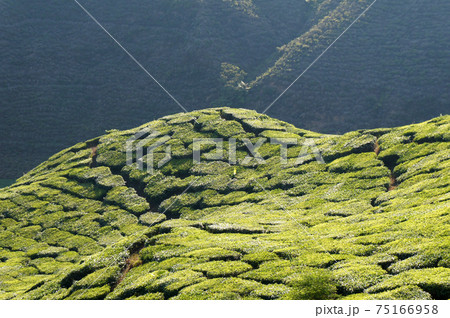 Tea Valley at Cameron Highland, Malaysia. In addition to being the largest tea producers in Malaysia, it is also a popular tourist destination in Malaysia. 75166958