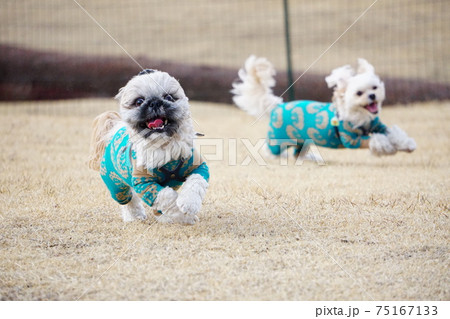 ドッグランで追いかけっこする犬 75167133