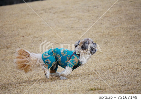 ドッグランを走る犬の横側の写真素材