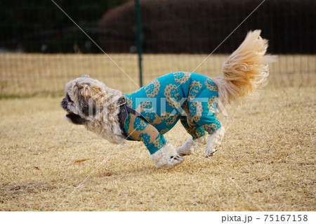 ドッグランを走る犬の横側の写真素材