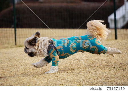 ドッグランを走る犬の横側の写真素材