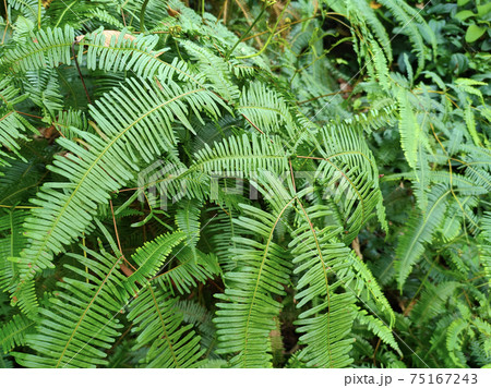 Ferns grow wild in the tropics. Shoots can be used as traditional food. Shrubs of ferns can help keep the slope structure from eroding. Ferns grow wild in the tropics. Shoots can be used as traditional food. Shrubs of ferns can help keep the slope structure from eroding. 75167243
