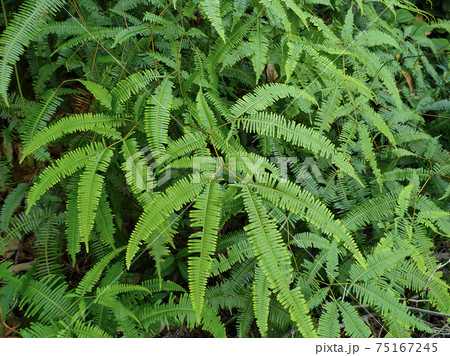 Ferns grow wild in the tropics. Shoots can be used as traditional food. Shrubs of ferns can help keep the slope structure from eroding. Ferns grow wild in the tropics. Shoots can be used as traditional food. Shrubs of ferns can help keep the slope structure from eroding. 75167245