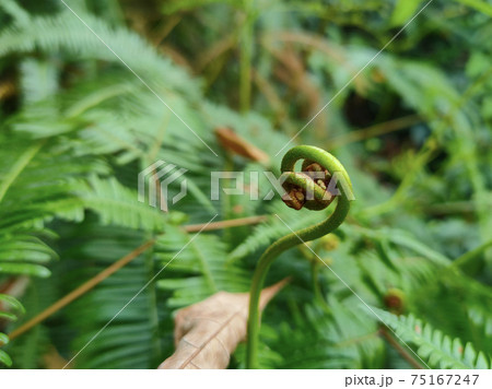 Ferns grow wild in the tropics. Shoots can be used as traditional food. Shrubs of ferns can help keep the slope structure from eroding. Ferns grow wild in the tropics. Shoots can be used as traditional food. Shrubs of ferns can help keep the slope structure from eroding. 75167247