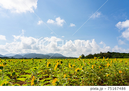 沖縄県 石垣市 石垣島 ひまわり 花 女子旅 離島 リゾート 島 天国 夏休み 観光 旅行の写真素材 沖縄県 石垣市 石垣島 ひまわり 花 女子旅 離島 リゾート 島 天国 夏休み 観光 旅行の写真素材