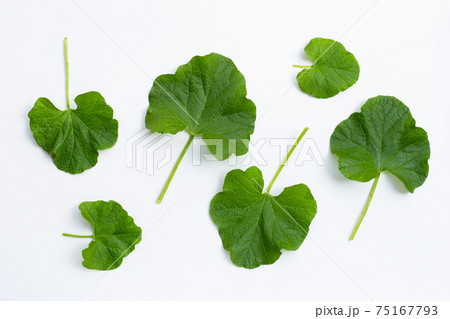 Butternut squash leaves on white Butternut squash leaves on white 75167793