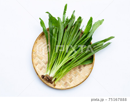 Culantro or sawtooth coriander on white background. T Culantro or sawtooth coriander on white background. T 75167888