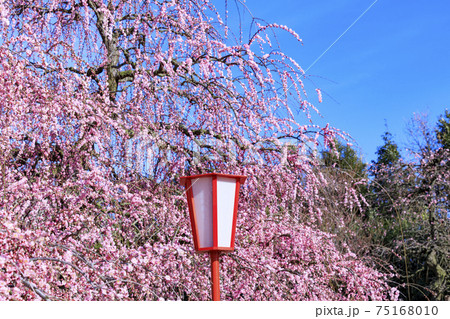満開の枝垂れ梅　鈴鹿の森庭園 75168010