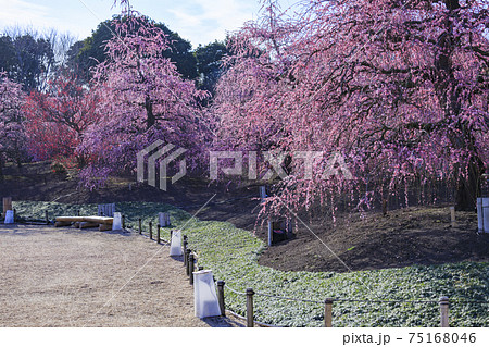 満開の枝垂れ梅　鈴鹿の森庭園 75168046