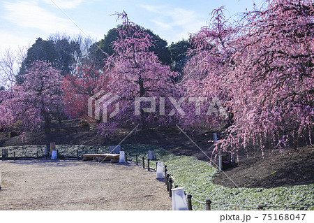 満開の枝垂れ梅　鈴鹿の森庭園 75168047