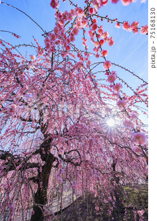 満開の枝垂れ梅　鈴鹿の森庭園 75168130