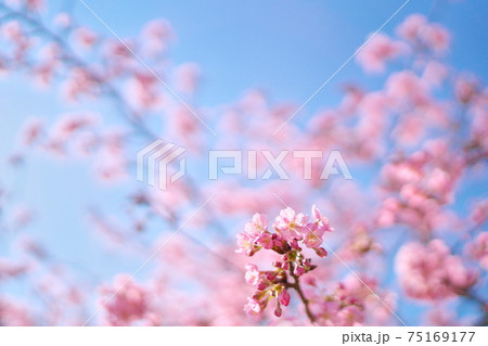 綺麗な河津桜と空 綺麗な河津桜と空 75169177
