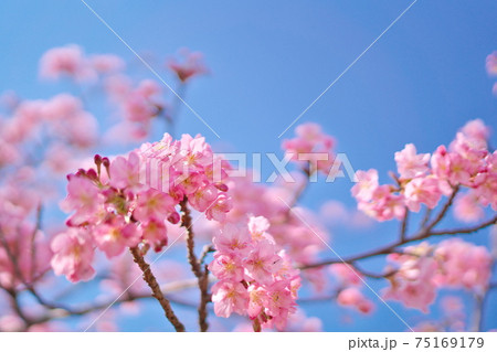 綺麗な河津桜と空 綺麗な河津桜と空 75169179