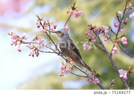 ピンク色の河津桜とヒヨドリ ピンク色の河津桜とヒヨドリ 75169277