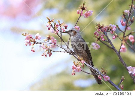 ピンク色の河津桜とヒヨドリ　　　 75169452