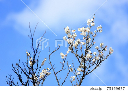 横浜三渓園の梅の花 75169677