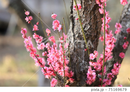 横浜三渓園の梅の花 75169679