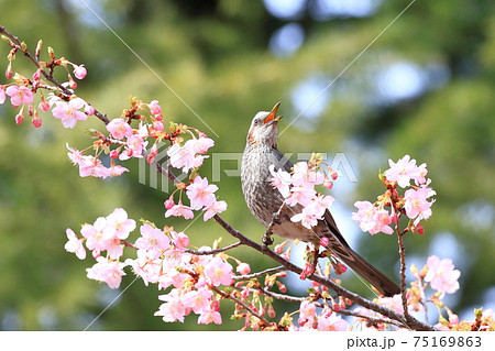 河津桜と口をあけてさえずるヒヨドリ 河津桜と口をあけてさえずるヒヨドリ 75169863