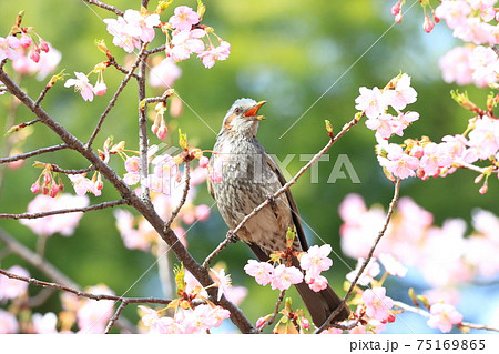 河津桜と口をあけてさえずるヒヨドリ　　　　　 75169865